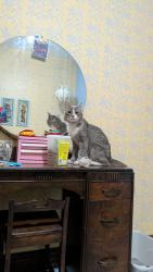 Found/Stray Unknown Cat last seen Mutual and Alexander, Toronto, ON M4Y 1X6