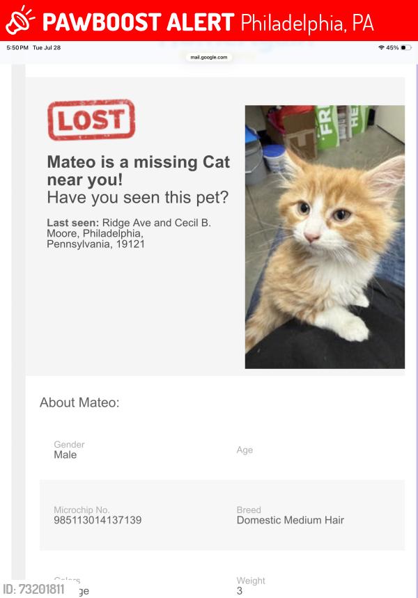 Lost Male Cat last seen Ridge Avenue and Cecil B Moore, Philadelphia, PA 19121