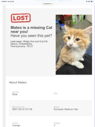 Lost Male Cat last seen Ridge Avenue and Cecil B Moore, Philadelphia, PA 19121