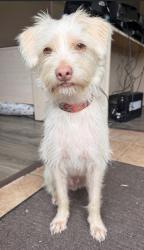 Reunited Male Dog last seen White Poplar and Coco Plum, Katy, TX 77449