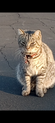 Lost Male Cat last seen Near Albert Albert avenue space 95 Exeter CA, Exeter, CA 93221