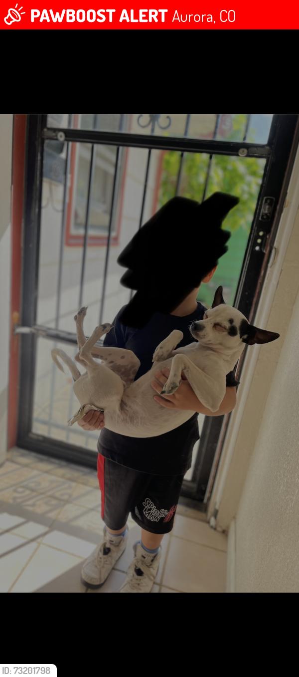 Lost Male Dog last seen Emporia st & 23rd, Aurora, CO 80010