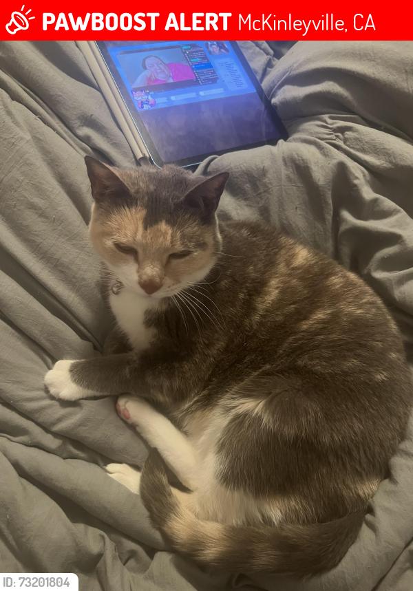 Lost Female Cat last seen Sun Rd apmts, McKinleyville, CA 95519
