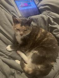 Lost Female Cat last seen Sun Rd apmts, McKinleyville, CA 95519