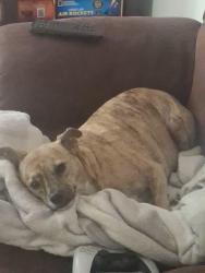 Lost Female Dog last seen Alameda & 6th St. Los Angeles, CA, Los Angeles, CA 90021
