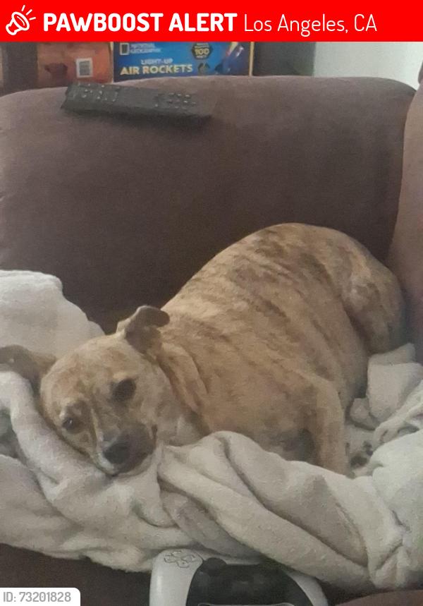 Lost Female Dog last seen Alameda & 6th St. Los Angeles, CA, Los Angeles, CA 90021