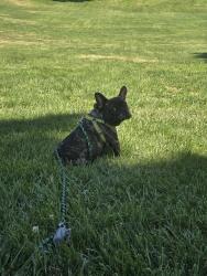 Reunited Male Dog last seen Dr's hosp manteca, Manteca, CA 95336