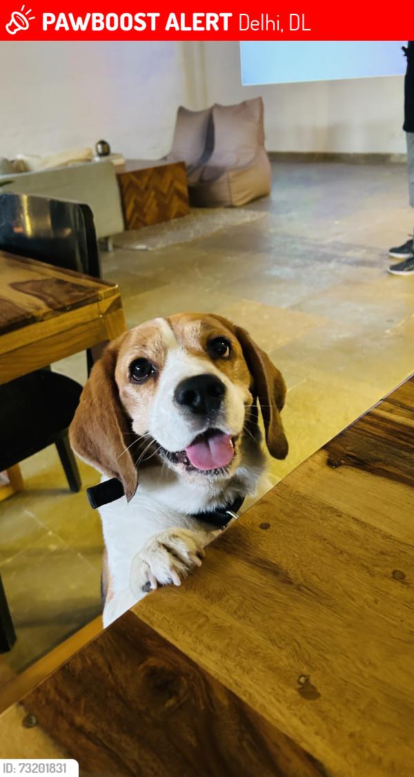 Lost Male Dog last seen Punjabi bagh shamshan, Delhi, DL 
