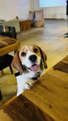Lost Male Dog last seen Punjabi bagh shamshan, Delhi, DL 