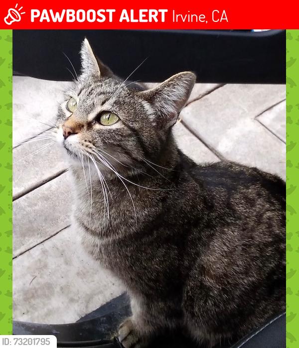 Lost Female Cat last seen canyonwood/laurelwood, Irvine, CA 92620