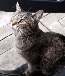 Lost Female Cat last seen canyonwood/laurelwood, Irvine, CA 92620