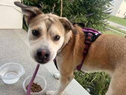 Found/Stray Female Dog last seen Jollie’s(east side location), Hamilton, OH 45011