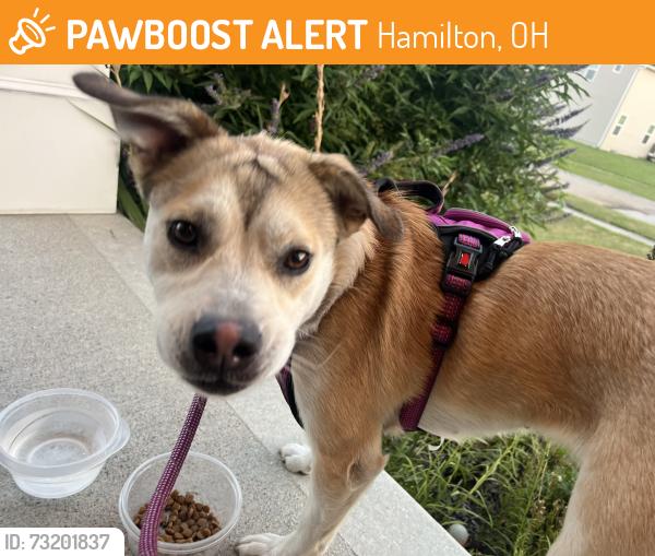 Found/Stray Female Dog last seen Jollie’s(east side location), Hamilton, OH 45011