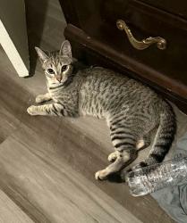 Reunited Female Cat last seen Near Newmark San Bernardino ca 92407, San Bernardino, CA 92407