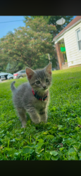 Lost Male Cat last seen Near E Franklin st, Evansville, IN 47711