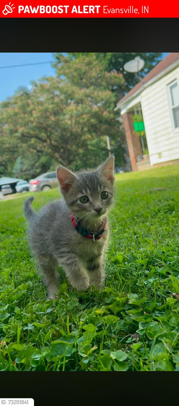 Lost Male Cat last seen Near E Franklin st, Evansville, IN 47711