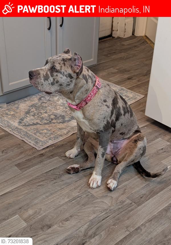 Lost Female Dog last seen 38th st crown Hill cemetery, Indianapolis, IN 46208