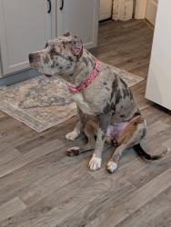 Lost Female Dog last seen 38th st crown Hill cemetery, Indianapolis, IN 46208