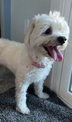 Reunited Female Dog last seen Bayside church, Granite Bay, CA 95746