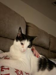 Reunited Male Cat last seen Keystone road in Mary Esther off Highway 98 near Hurlburt Field, Okaloosa County, FL 32569