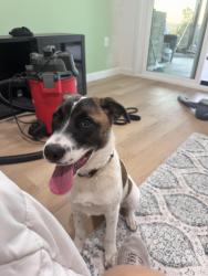 Reunited Female Dog last seen Foothill, Vista, CA 92084