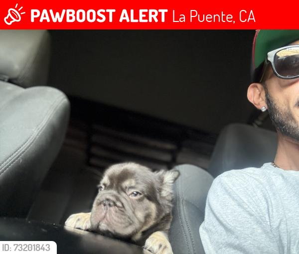 Lost Male Dog last seen Fracisquito la puente ca, La Puente, CA 91746