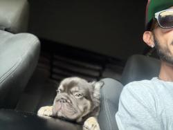 Lost Male Dog last seen Fracisquito la puente ca, La Puente, CA 91746