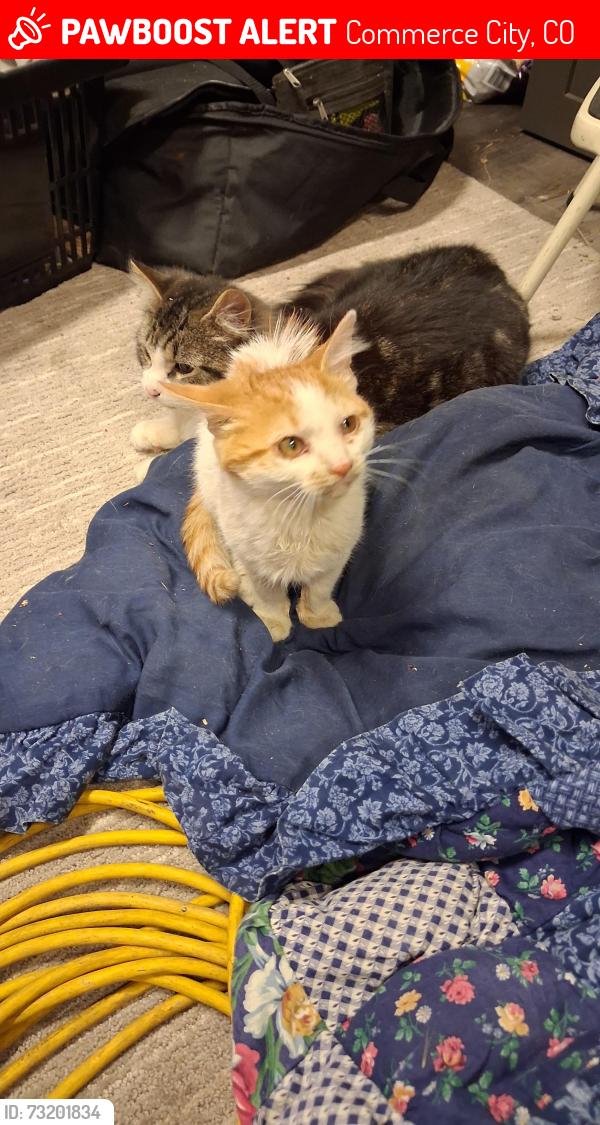 Lost Male Cat last seen Quebec & 82nd, Commerce City, CO 80022