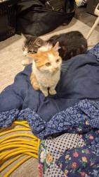 Lost Male Cat last seen Quebec & 82nd, Commerce City, CO 80022