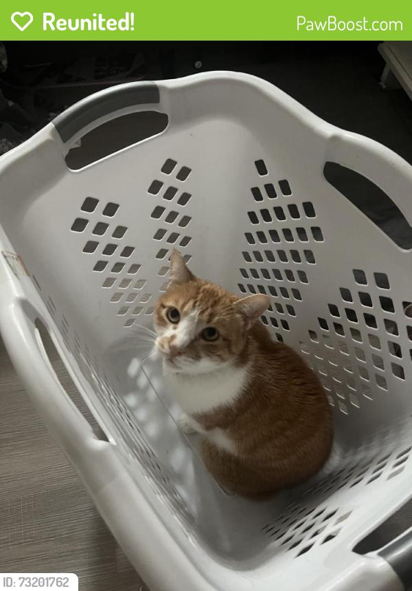 Reunited Male Cat last seen Rustington Dr, Spring Creek Forest, TX 77379, USA, Spring Creek Forest, TX 77379