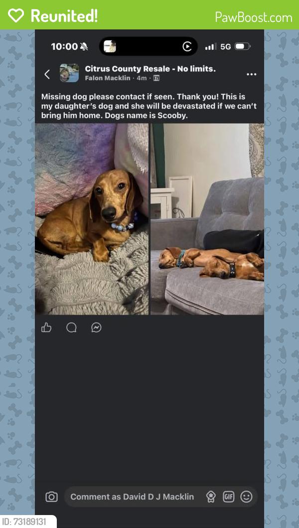 Reunited Male Dog last seen Hampton point rd, Inverness, FL 34450