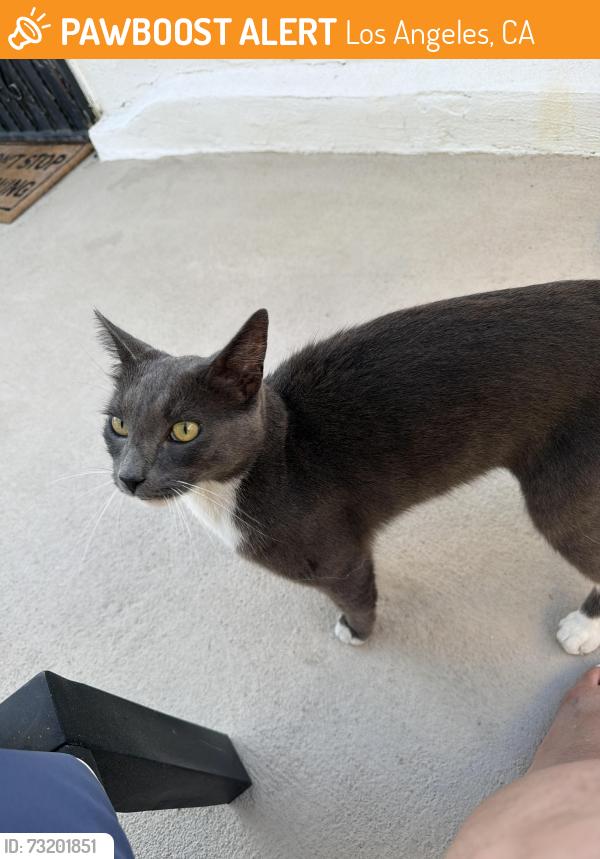 Found/Stray Male Cat last seen Baring Cross and W 110th Street, Los Angeles, CA 90044
