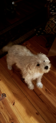 Reunited Female Dog last seen 1st and Dudley, Lakewood, CO 80226