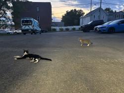Found/Stray Male Cat last seen Near Volunteer Ambulance Parkigm Lot, Rensselaer, NY 12144