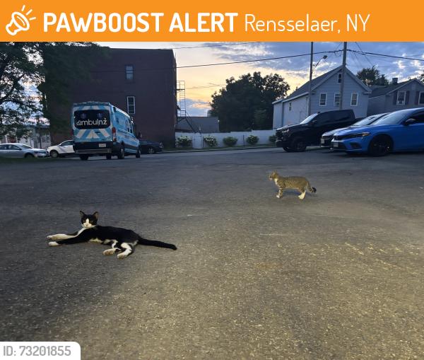 Found/Stray Male Cat last seen Near Volunteer Ambulance Parkigm Lot, Rensselaer, NY 12144
