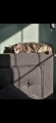 Reunited Female Cat last seen Silver leaf subdivision, Joliet, IL 60431