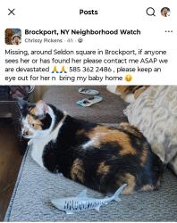Lost Female Cat last seen West ave , Brockport NY, Brockport, NY 14420