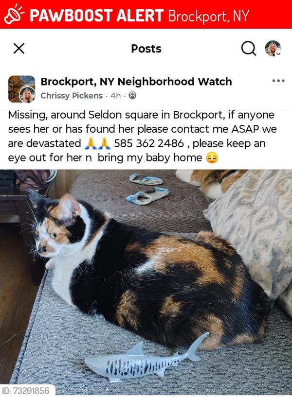 Lost Female Cat last seen West ave , Brockport NY, Brockport, NY 14420