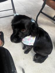 Reunited Female Dog last seen Hobbs Rd, Mary Ln, or Patagonia St, Dickinson, TX 77539