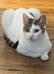 Lost Female Cat last seen Chapel hill rd, Durham, NC 27701