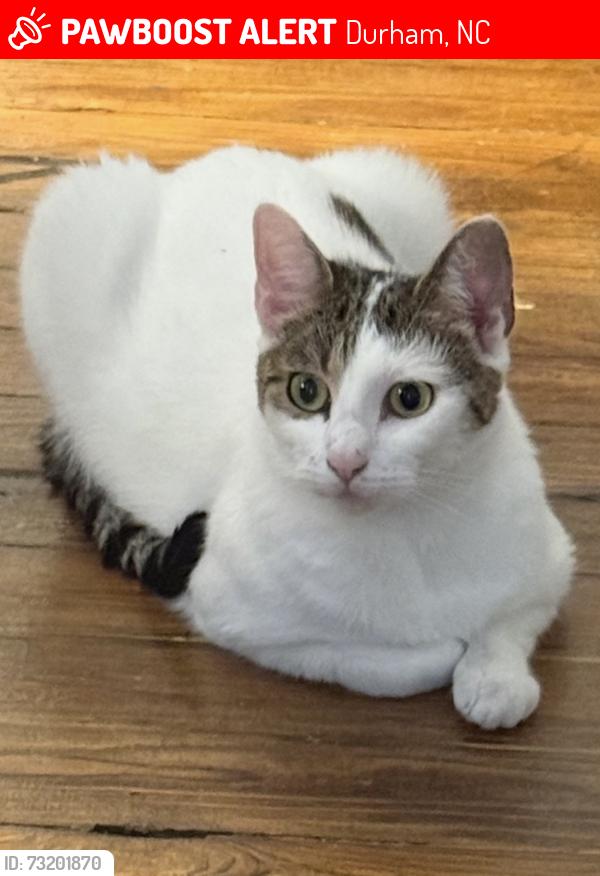 Lost Female Cat last seen Chapel hill rd, Durham, NC 27701