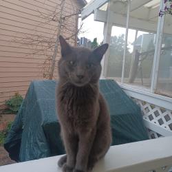 Found/Stray Male Cat last seen Near south 3200 west, West Jordan, UT 84088