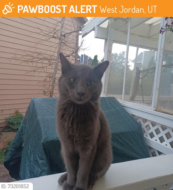 Found/Stray Male Cat last seen Near south 3200 west, West Jordan, UT 84088
