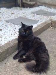 Reunited Male Cat last seen e10 5rh, 17 St George's Rd, London NW11 0LU, UK, Greater London, England NW11 0LU
