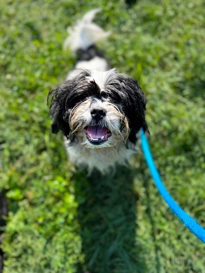 Shelter Stray Male Dog last seen Near Casadel ave, 21230, MD, 2490 Giles Rd, Baltimore, MD 21225, USA