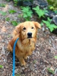 Shelter Stray Male Dog last seen Near N Monastery ave, 21229, MD, 2490 Giles Rd, Baltimore, MD 21225, USA
