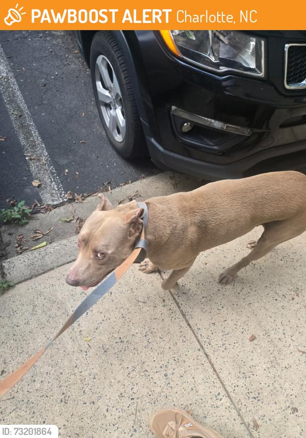 Found/Stray Male Dog last seen Third Ward/ cedar street, Charlotte, NC 28202
