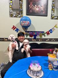 Lost Male Dog last seen Near, Houston, TX 77099