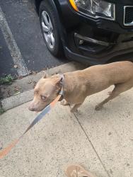 Found/Stray Male Dog last seen Third Ward/ cedar street, Charlotte, NC 28202