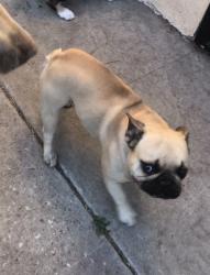 Lost Male Dog last seen 19th street and Caspian Avenue, Long Beach, CA 90810